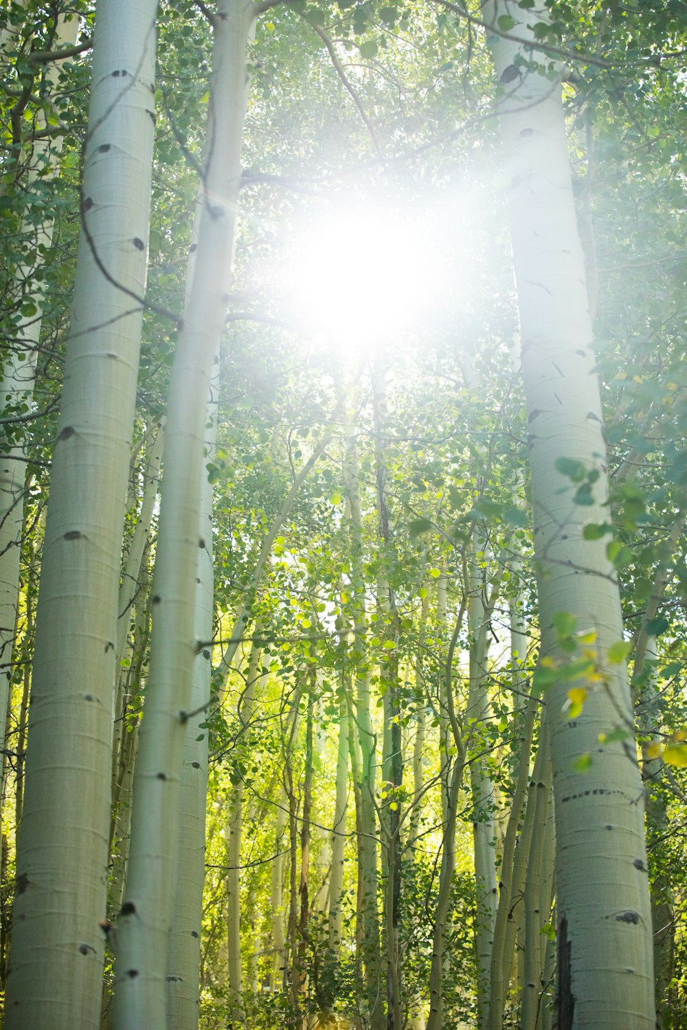 green leaf trees during daytime