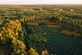 green trees on the hill during daytime