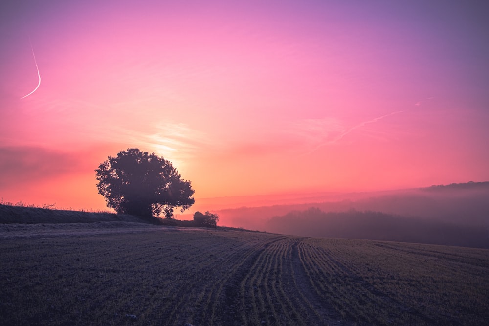 silhouette of trees on brown field during sunset