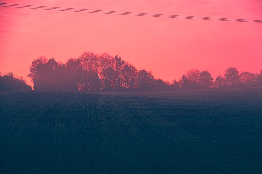 red leaf trees during daytime