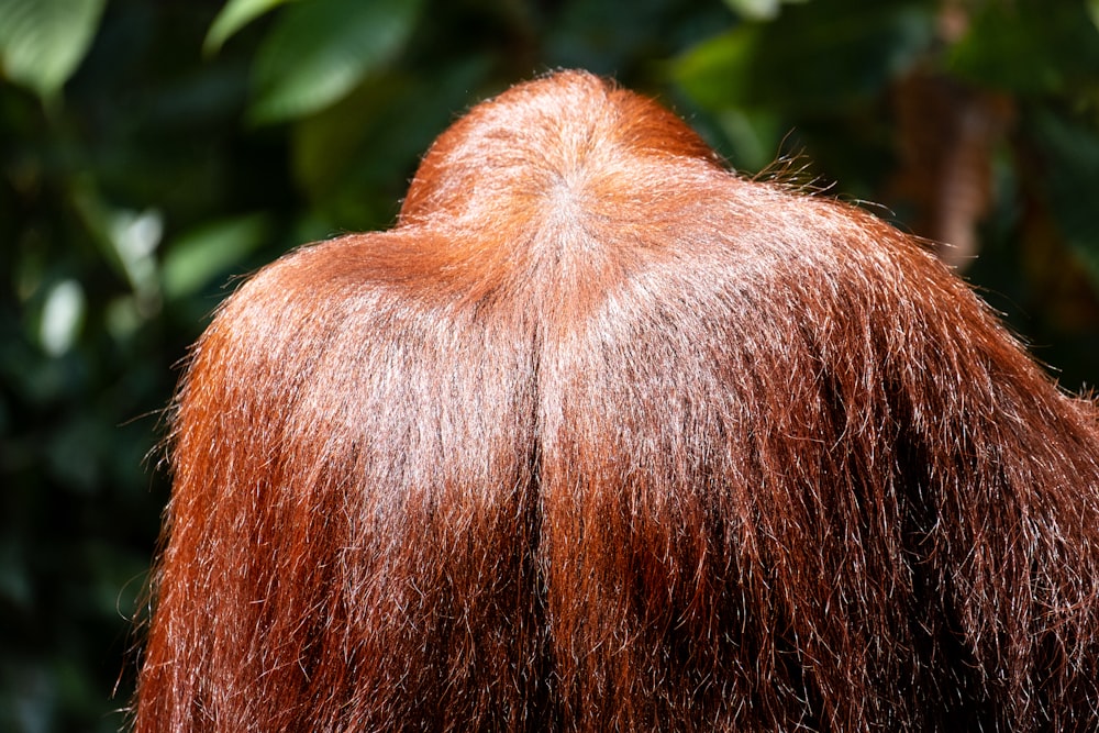 capelli castani vicino alle foglie verdi