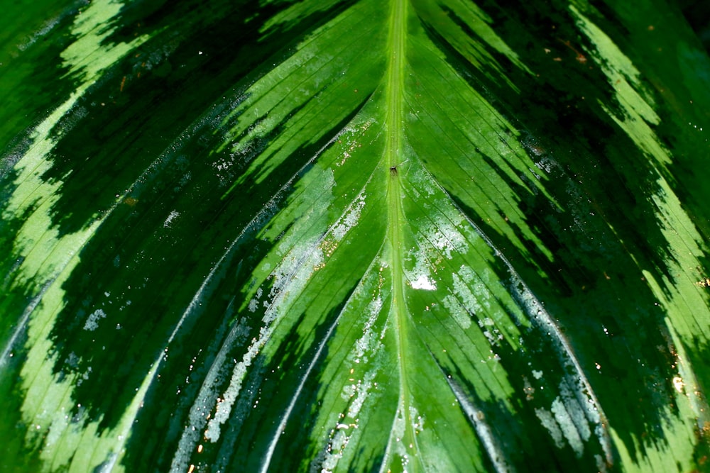 water droplets on green leaves