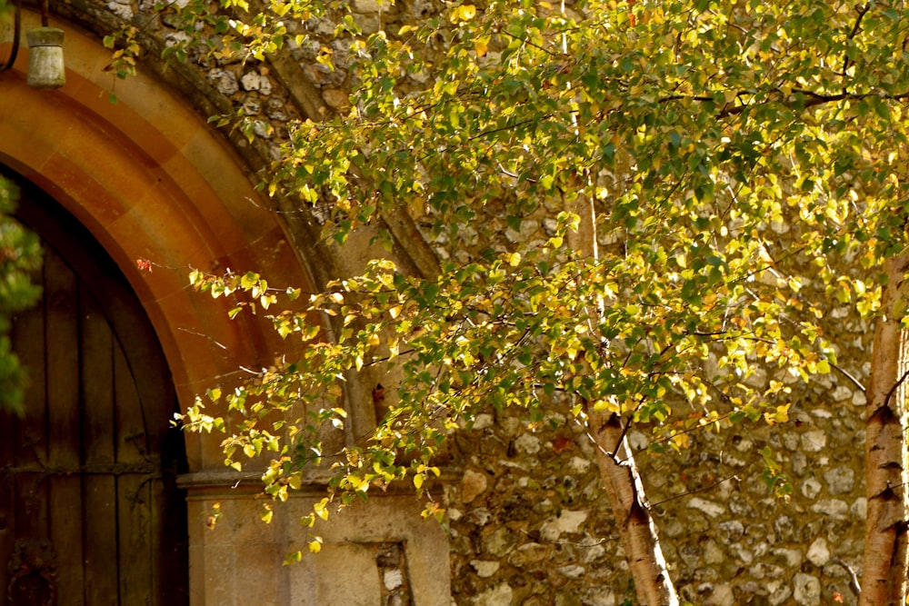 green leaves on brown concrete wall