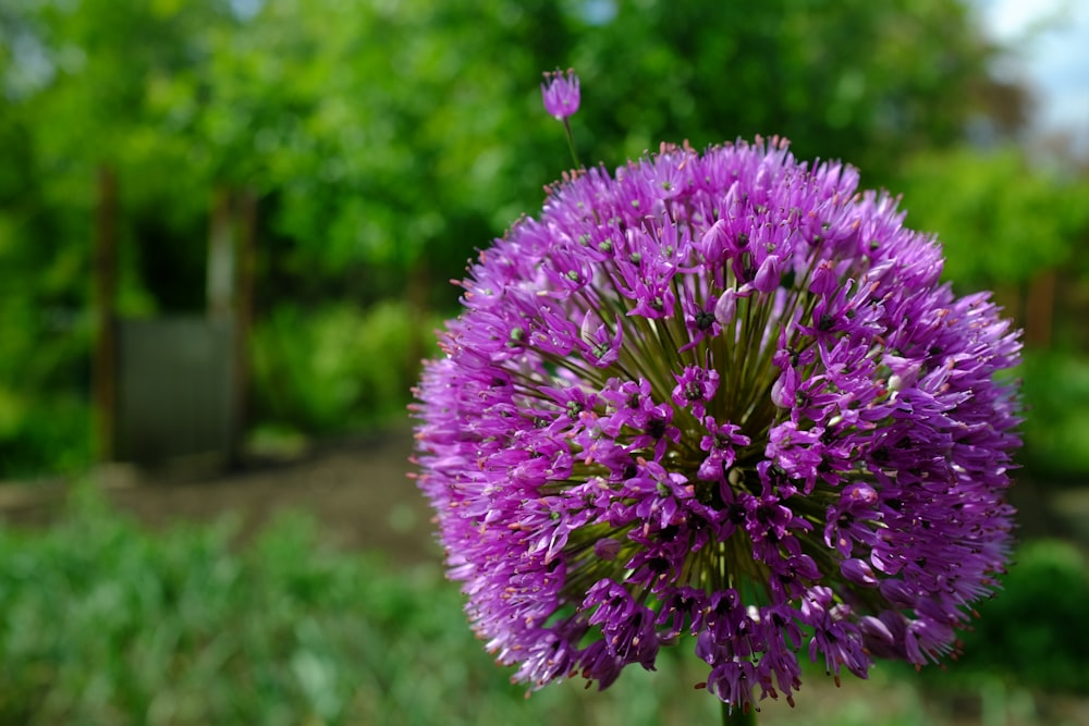 purple flower in tilt shift lens