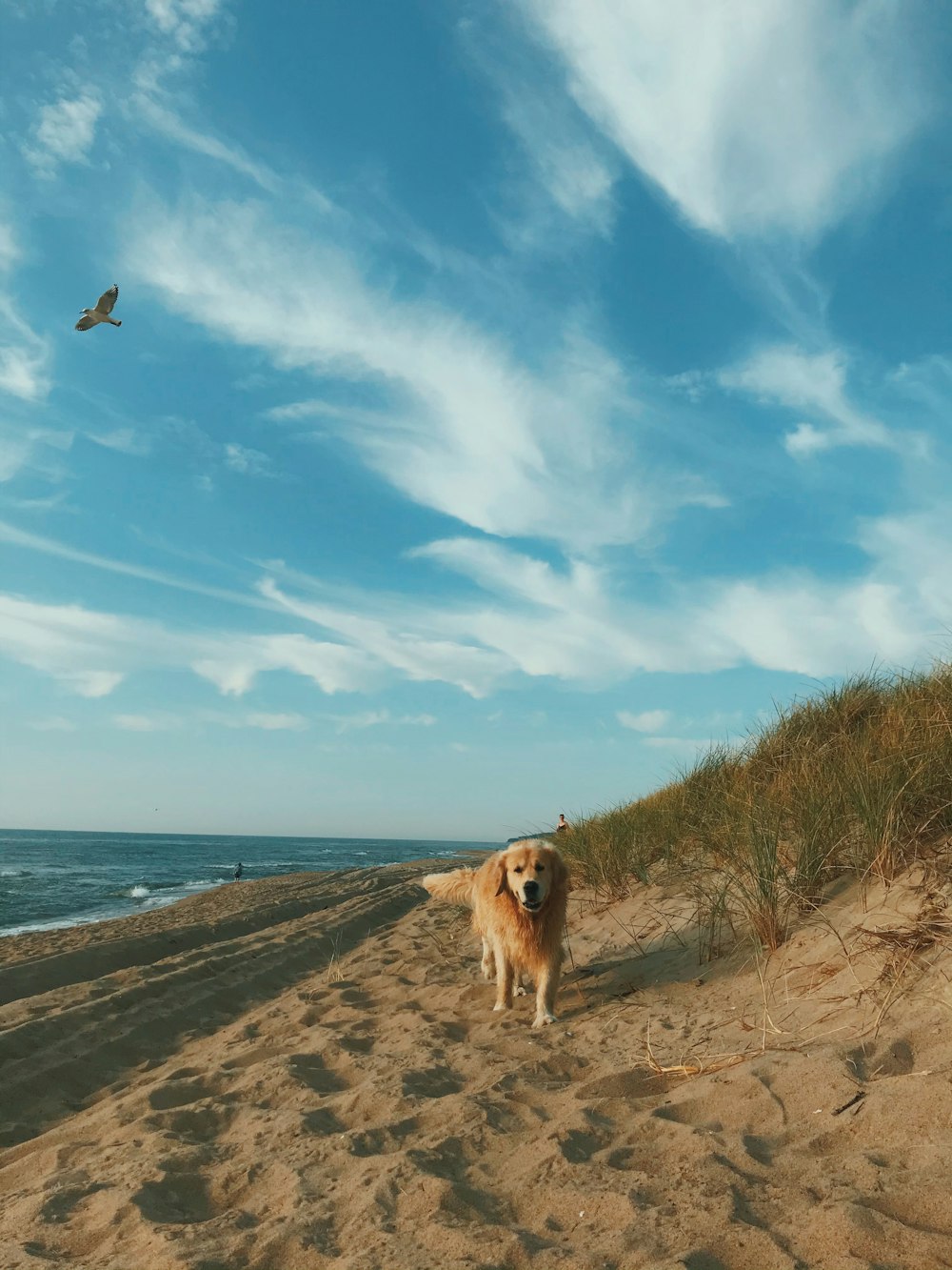 Perro marrón en la orilla de la playa durante el día