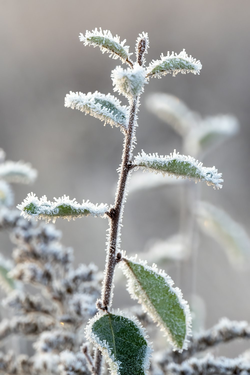 green plant covered with snow