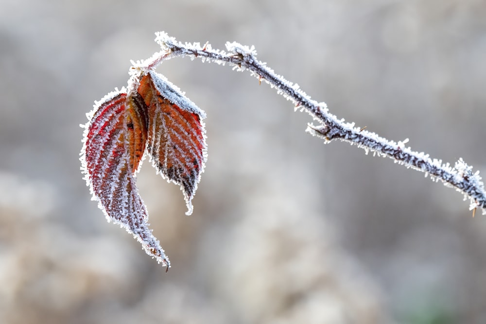 brown and red leaf on brown stem