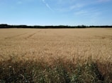 brown grass field under blue sky during daytime