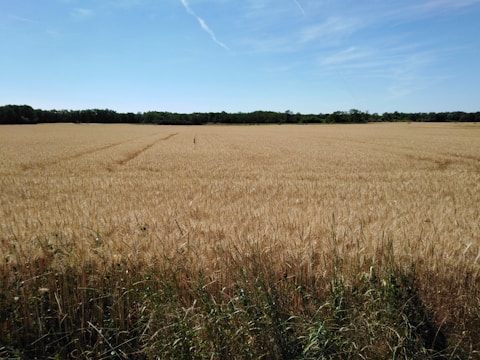 brown grass field under blue sky during daytime