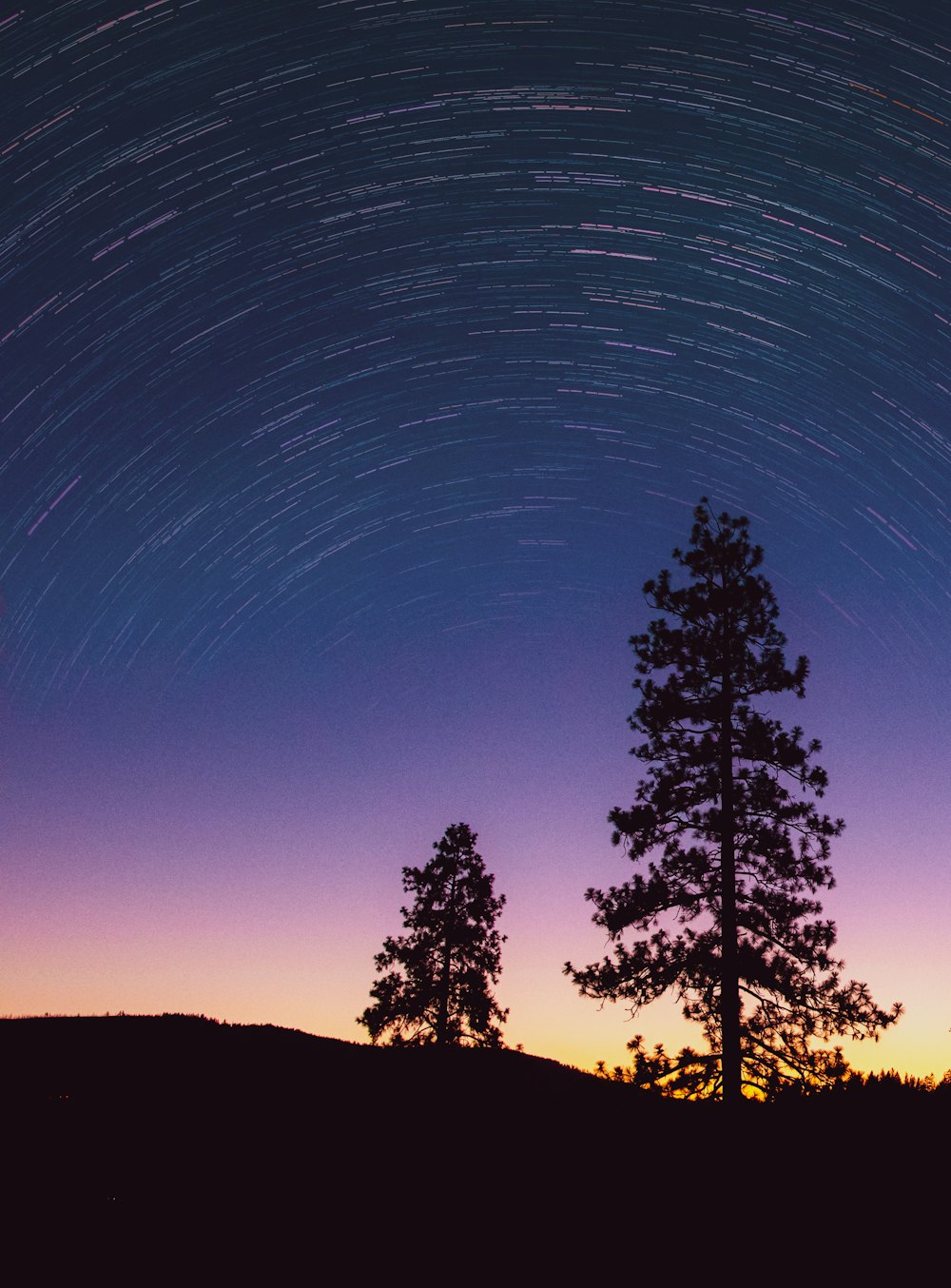 silhouette of trees during night time