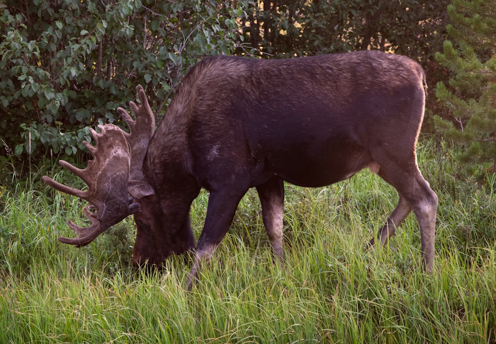 black moose on green grass field during daytime