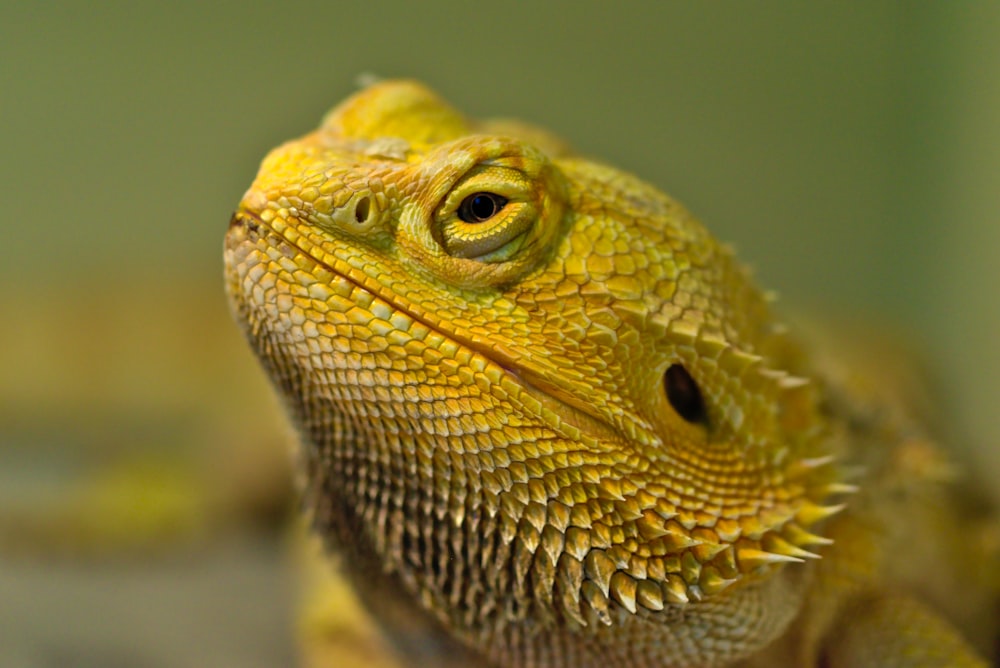 yellow and brown bearded dragon