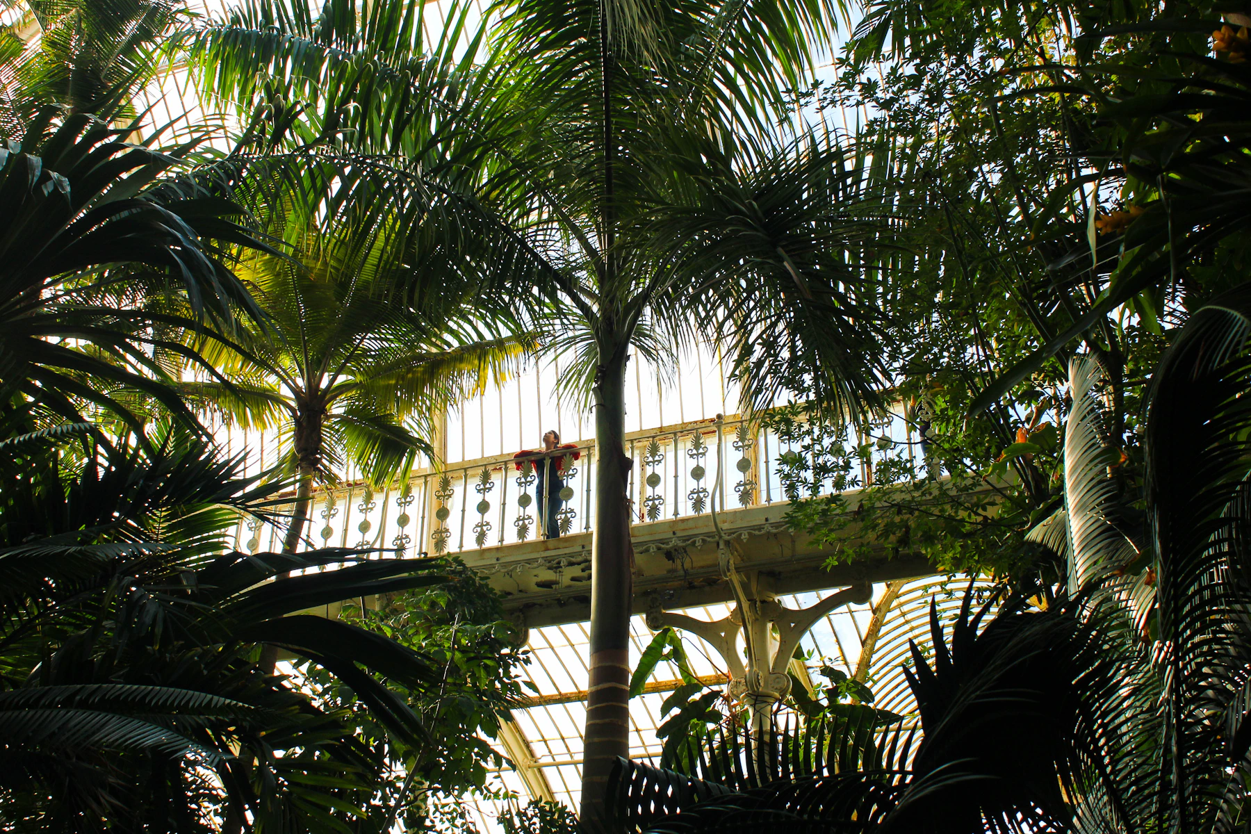Forêt tropicale verdoyante – Guadeloupe