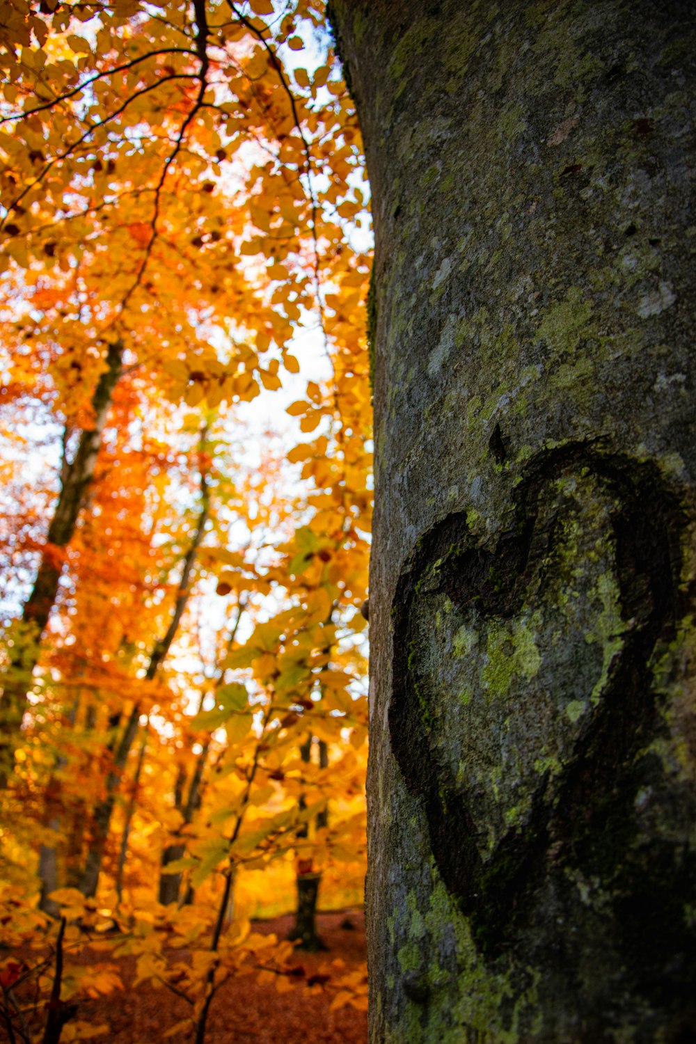 brown and green tree trunk