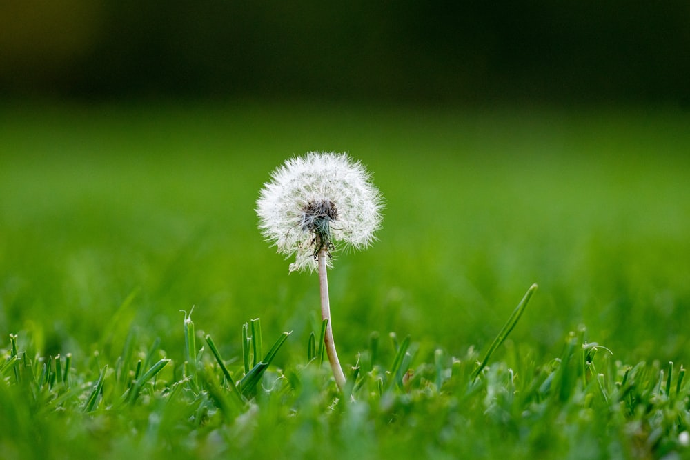 white dandelion on green grass field during daytime