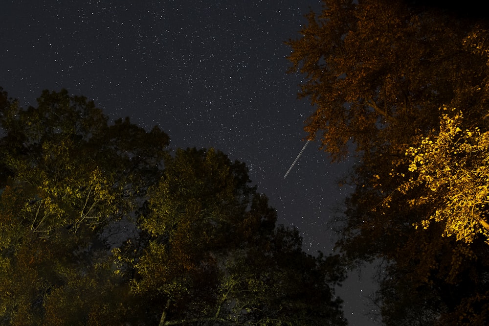 arbres verts et bruns sous le ciel bleu pendant la nuit