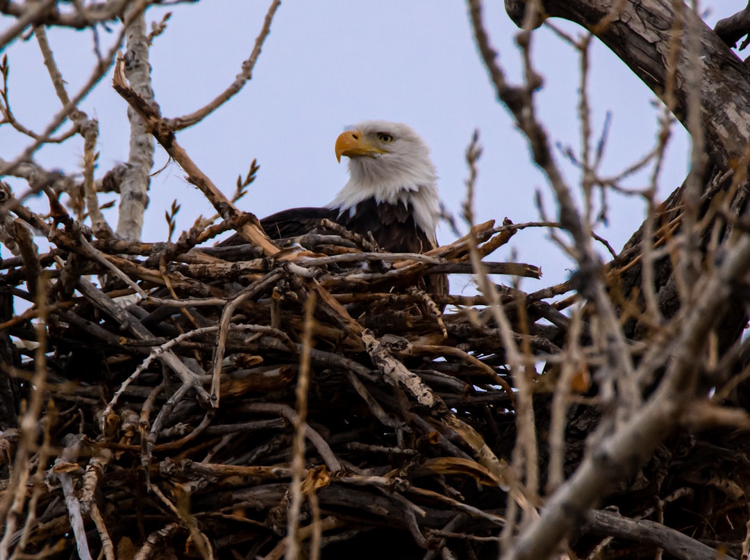 bald eagle on brown nest