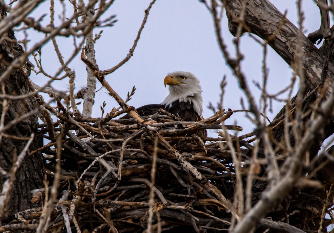 bald eagle on brown tree branch during daytime