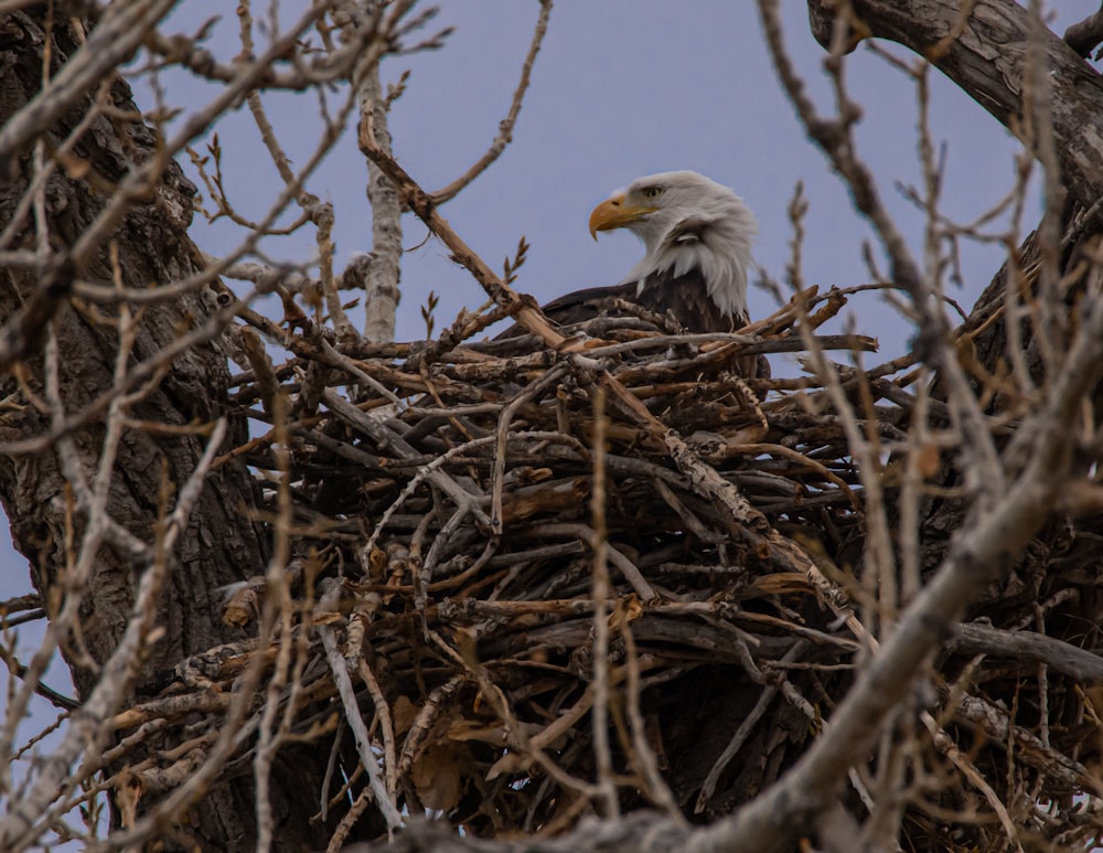 white and brown eagle on brown nest