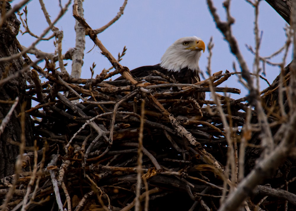 bald eagle on brown nest