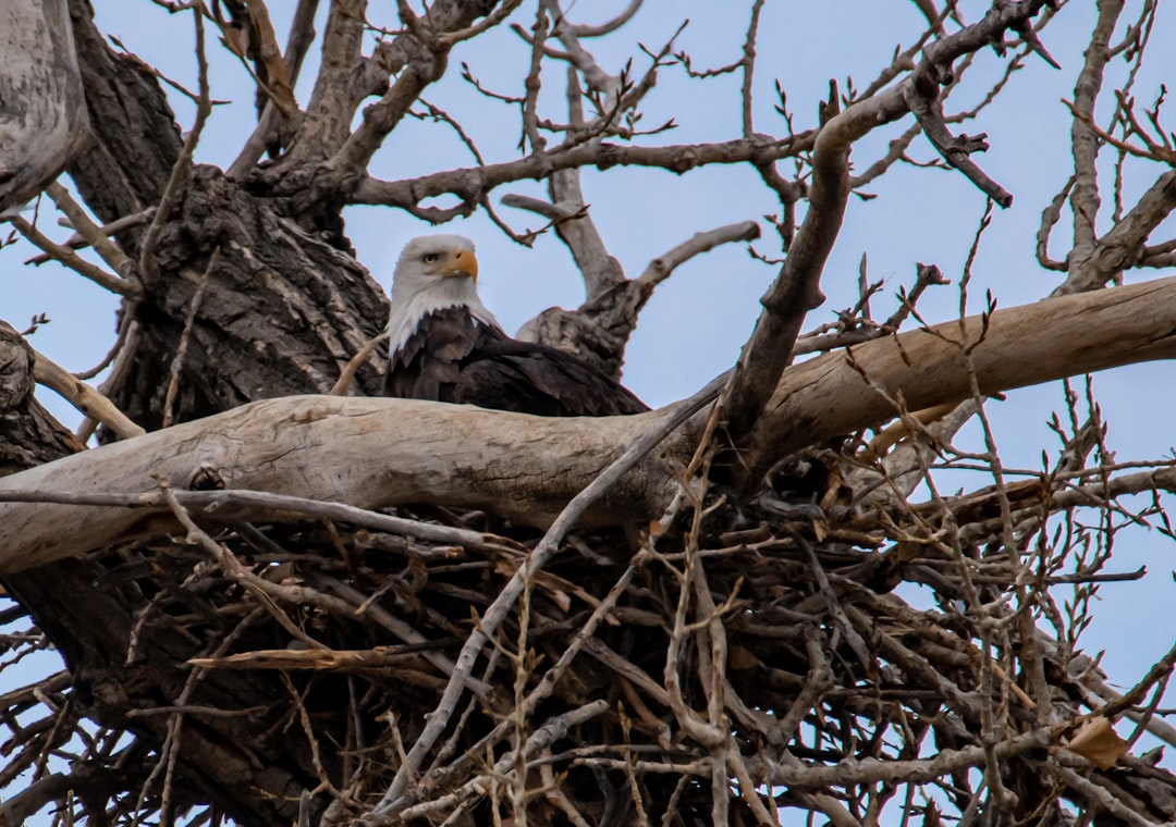 bald eagle on brown tree branch