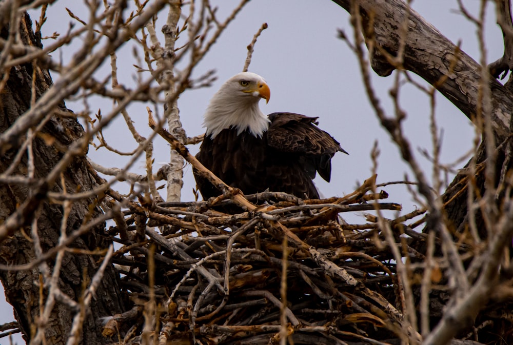 bald eagle on brown tree branch during daytime