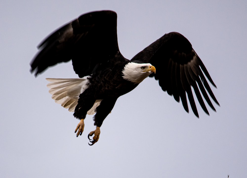 black and white eagle flying during daytime