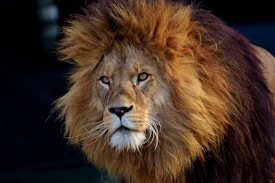 A majestic lion with a full, thick, and richly colored mane gazes forward. The lion's eyes are piercing and intense, reflecting strength and dominance. The detailed texture of the mane showcases a range of colors from golden brown to darker hues. The background is dark, highlighting the lion's impressive features.