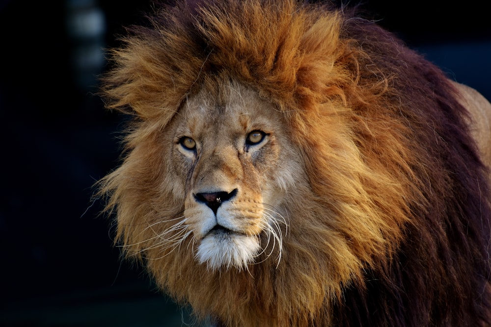 lion couché sur un textile noir