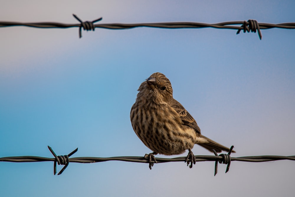 brown bird perched on brown tree branch