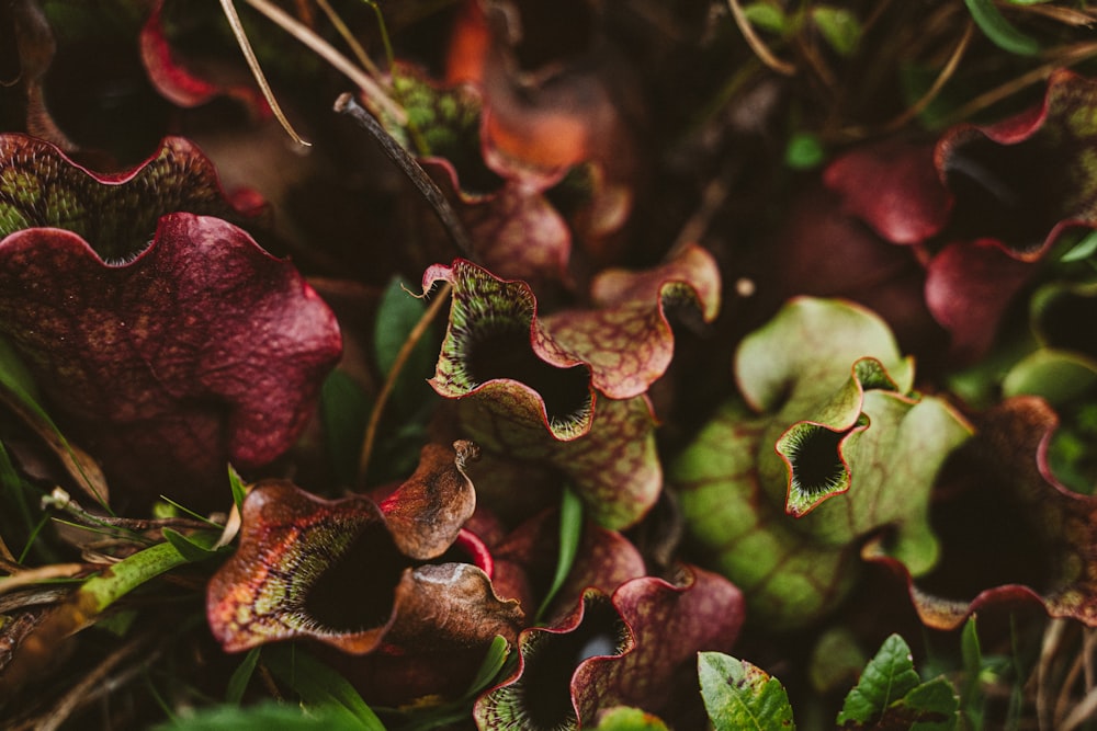 plante brune et verte en gros plan