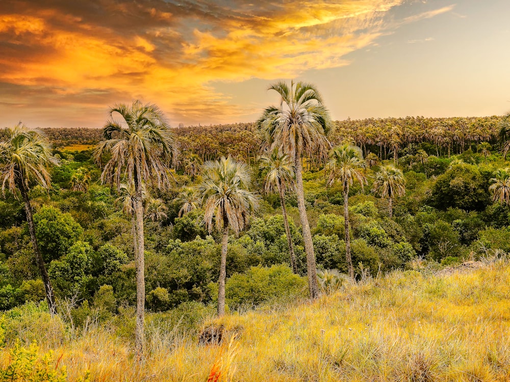 Palmera verde bajo cielo nublado durante el día