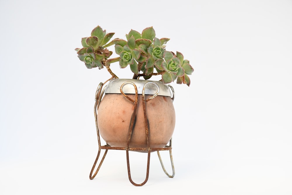 green and pink flower on brown clay pot