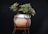 green succulent plant in brown pot