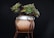 green succulent plant in brown pot