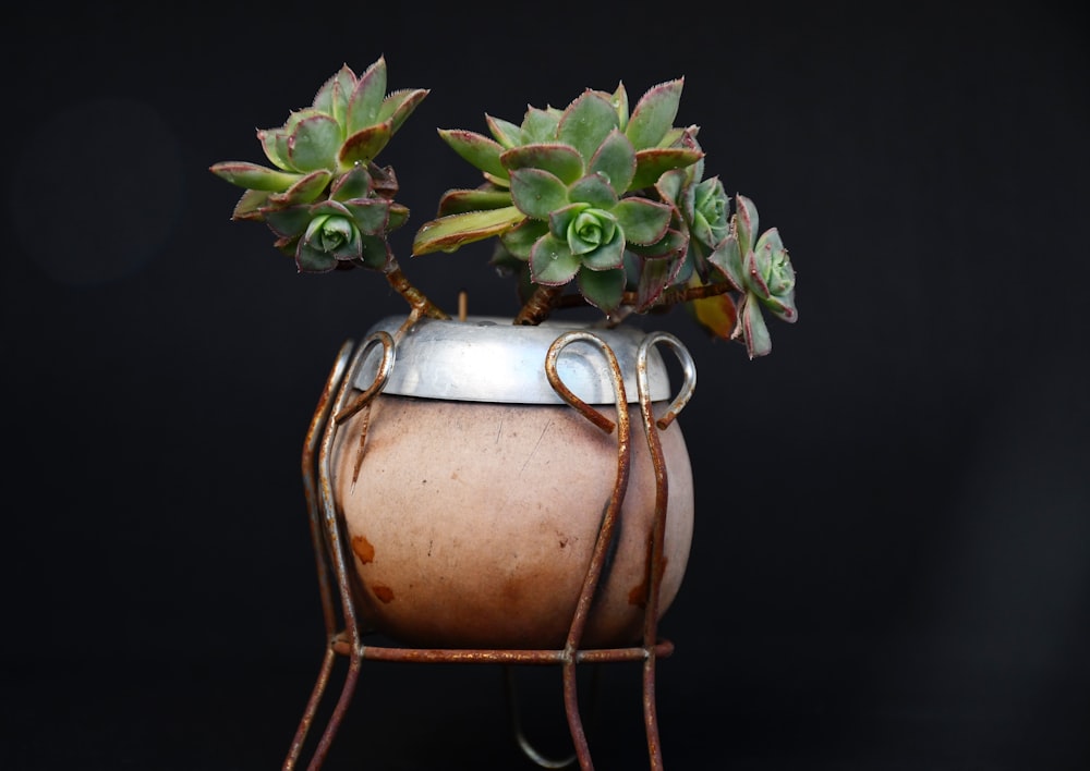green succulent plant in brown pot