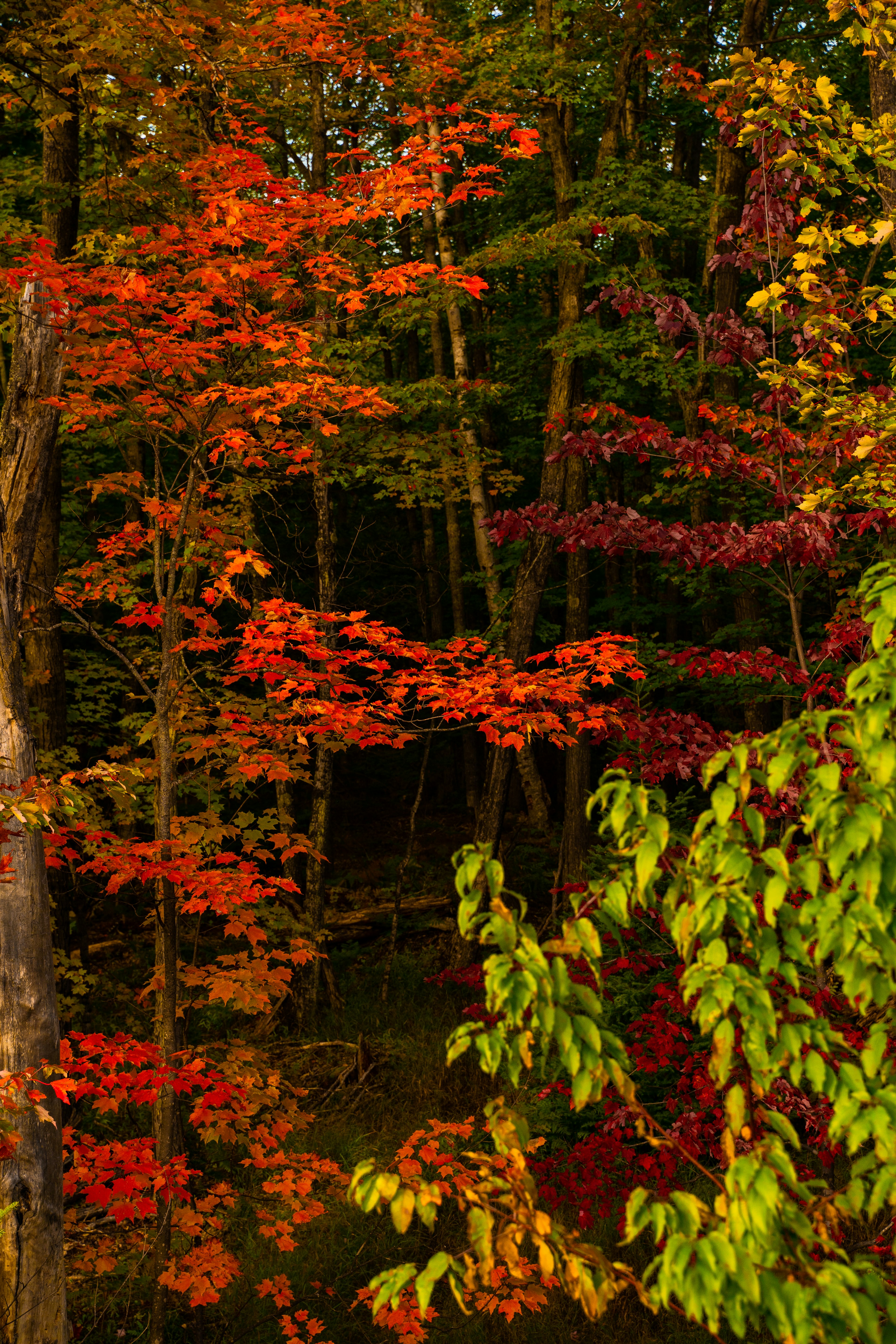 red and green leaf trees