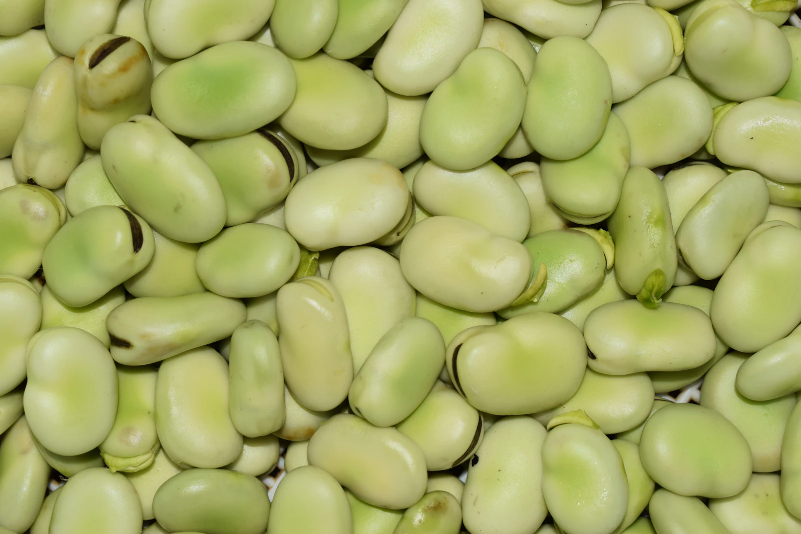Fava nell’orto