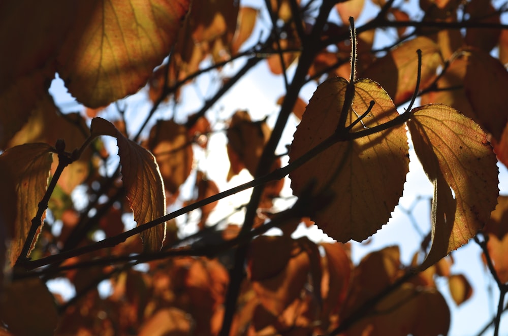 foglie marroni sul ramo marrone dell'albero