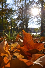 A team raking leaves and clearing debris on a bright autumn day.