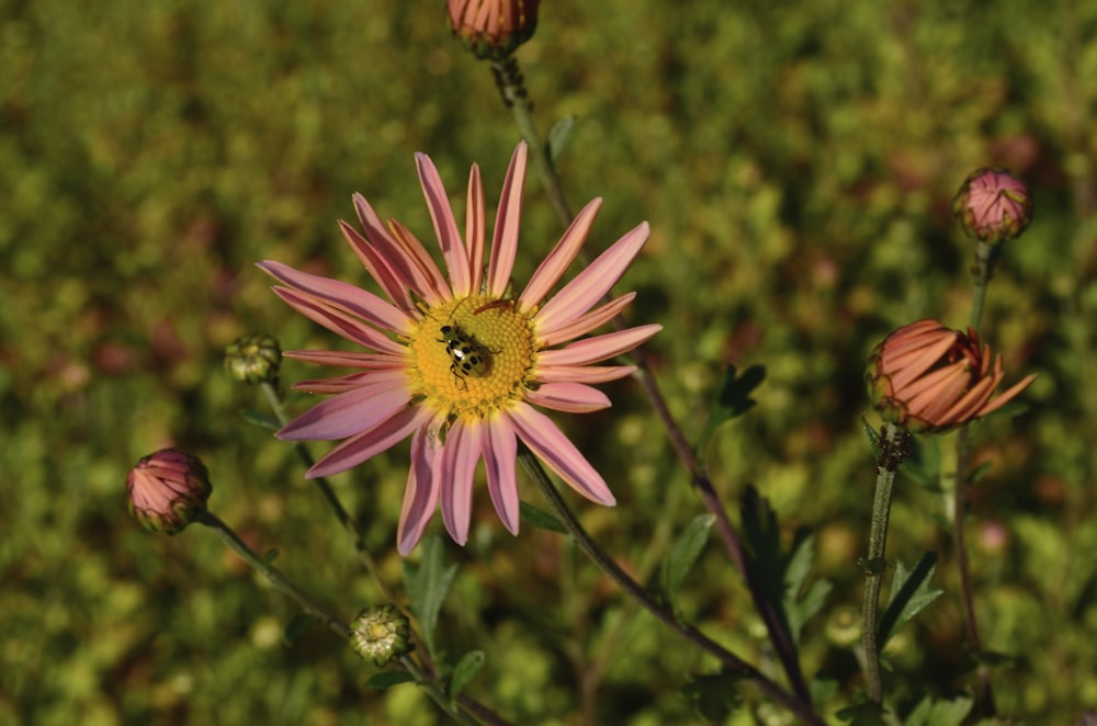 Flor rosa y amarilla en lente de desplazamiento de inclinación
