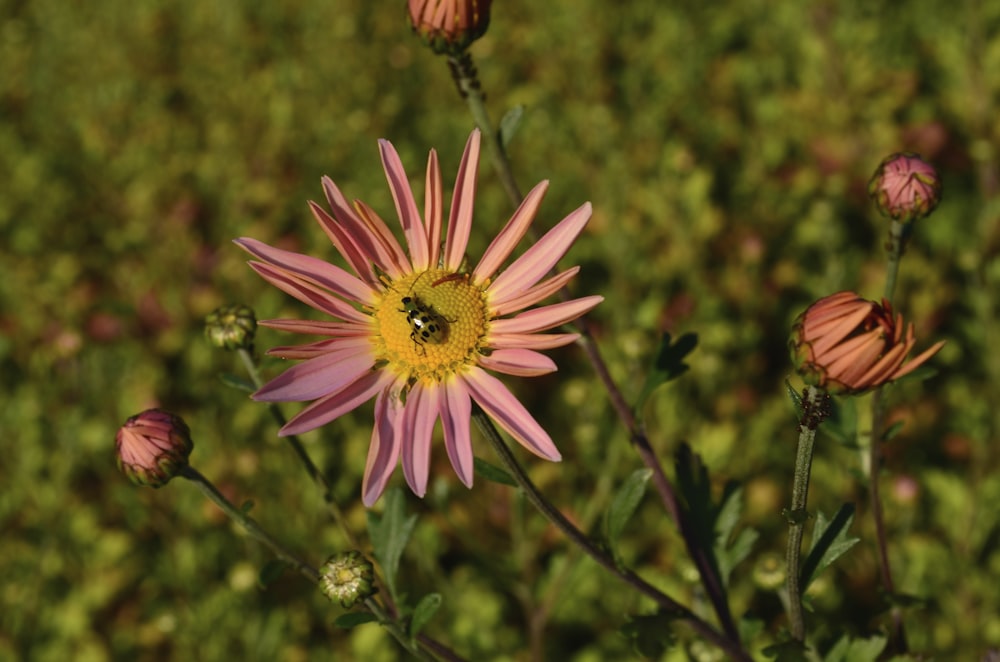 pink and yellow flower in tilt shift lens