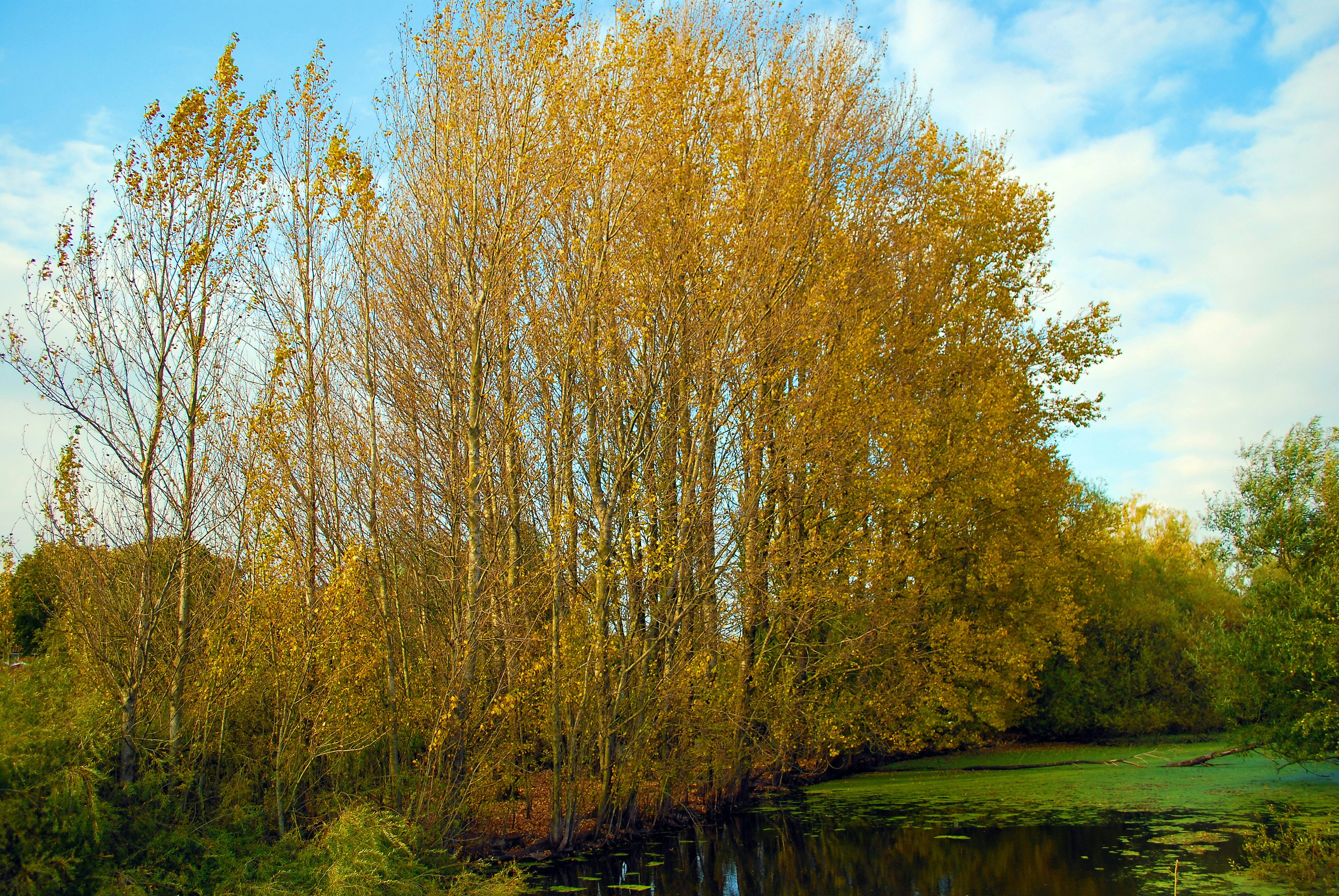 brown trees near river during daytime
