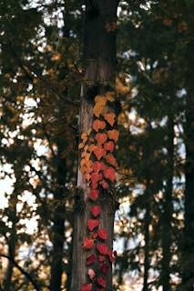 brown and green tree during daytime