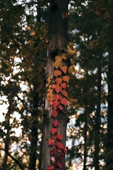 brown and green tree during daytime