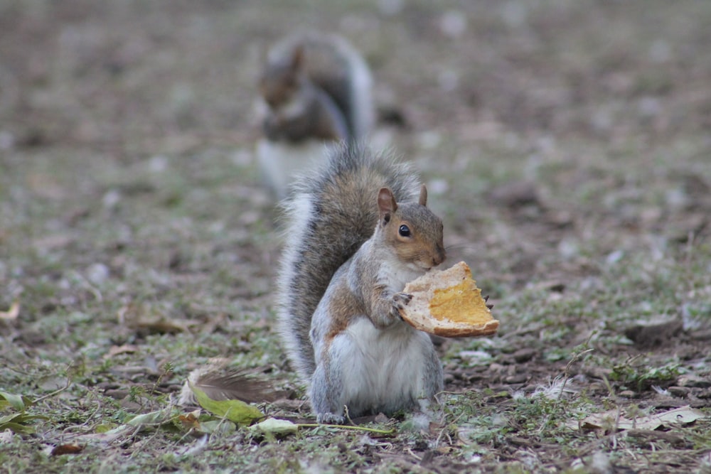 brown squirrel eating orange nut