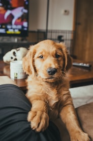 golden retriever puppy on persons lap