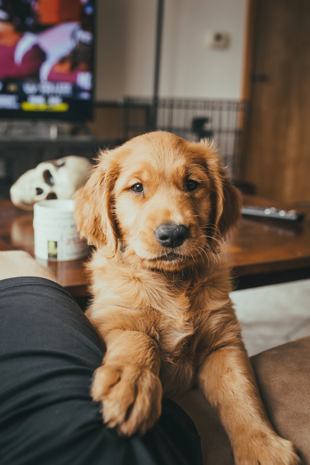 A happy golden retriever puppy resting on its new owner's lap