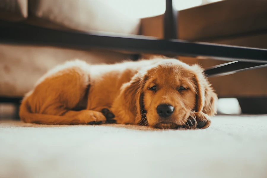 Golden retriever lying on the floor at home, a breed known for heavy shedding