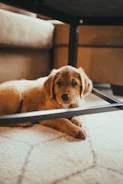 golden retriever lying on floor